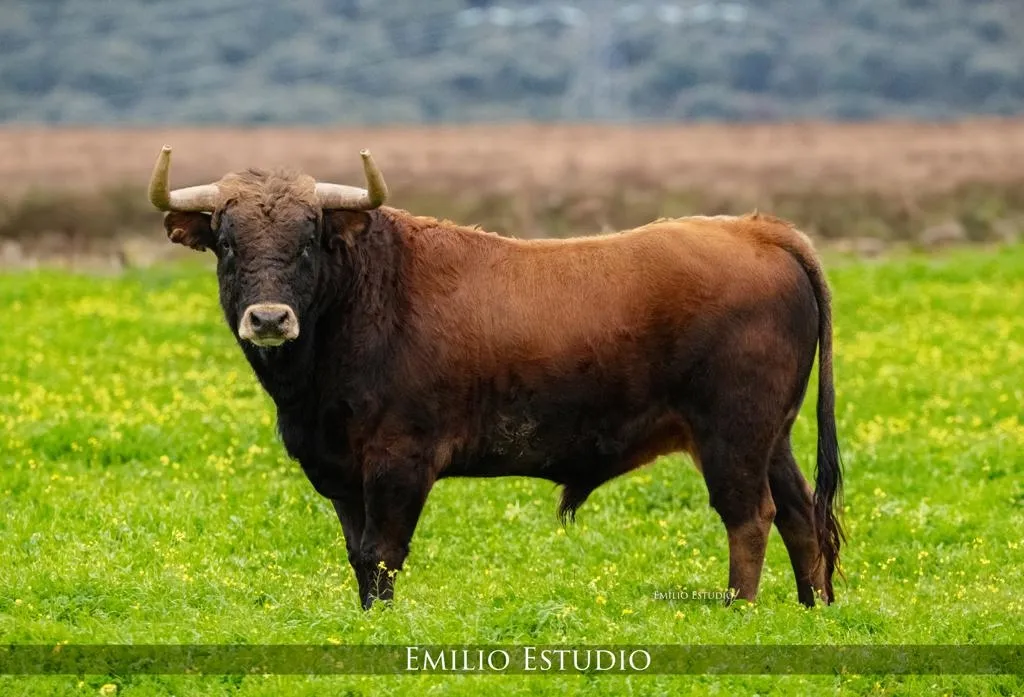 Foto 3 - El Toro de San Sebasti&aacute;n se celebrar&aacute; por 1&ordf; vez el D&iacute;a de San Sebasti&aacute;n