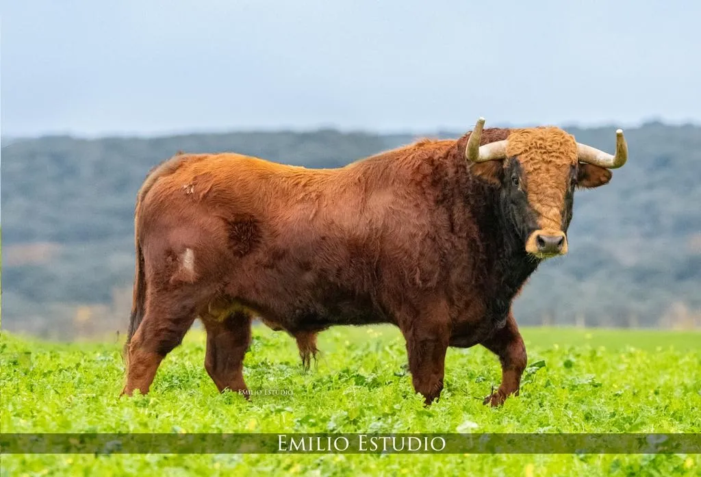 Foto 2 - El Toro de San Sebasti&aacute;n se celebrar&aacute; por 1&ordf; vez el D&iacute;a de San Sebasti&aacute;n