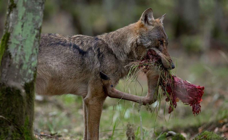 Imagen de un lobo alimentándose. - ADAM WAJRAK/UNIVERSIDAD DE HUELVA