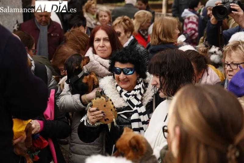 Salamanca bendice a sus animales en el Campo de San Francisco | FOTOS: David Sañudo 