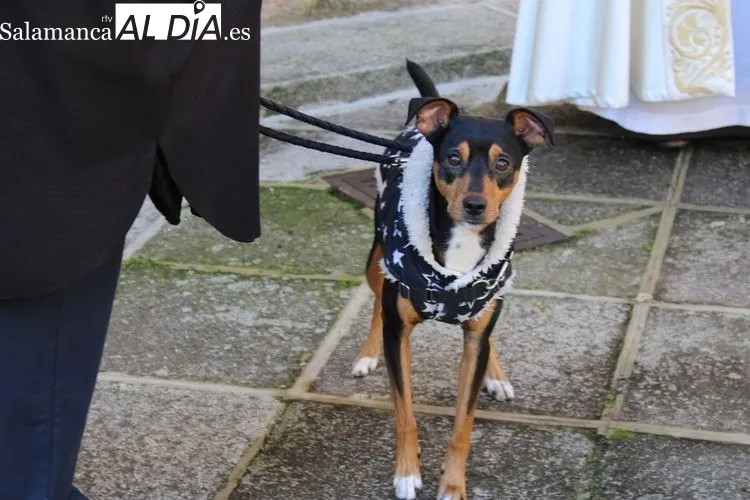 Foto 2 - Bendici&oacute;n a las mascotas de la villa por San Ant&oacute;n&nbsp;