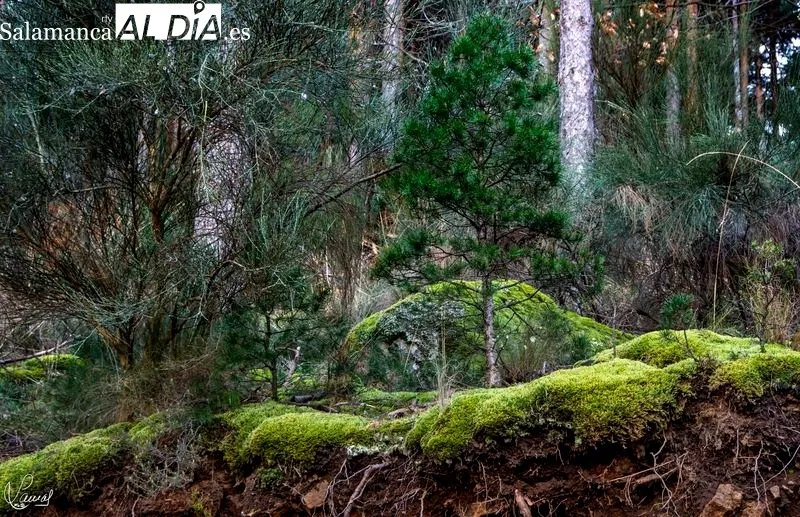 Ruta de la Garganta del Oso. Foto de Manuel Lamas