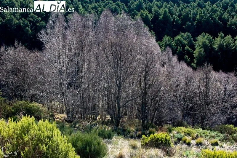 Ruta de la Garganta del Oso. Foto de Manuel Lamas
