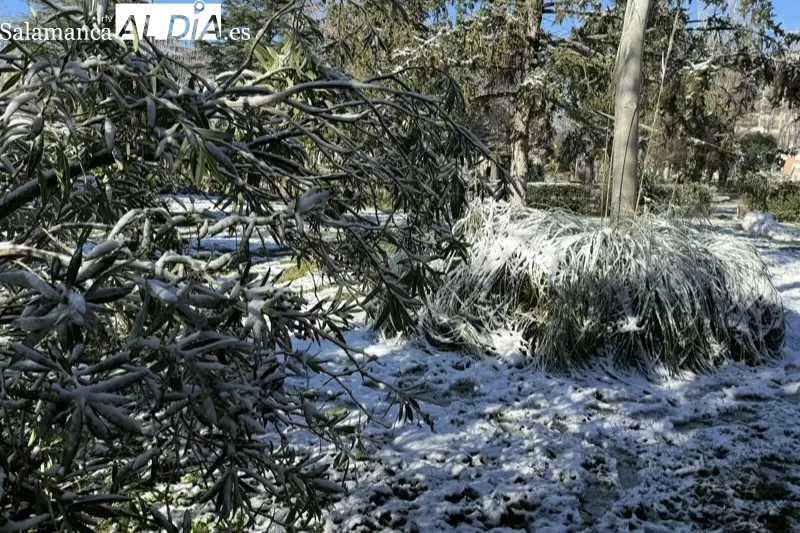 Foto 2 - S&aacute;bado marcado por el plan especial de mantenimiento en calles, mientras el CD Pe&ntilde;aranda suspende partidos por la nieve y el hielo