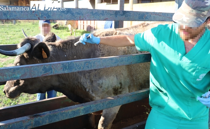 Pruebas de tuberculosis bovina en una explotación de vacuno de carne  / CORRAL