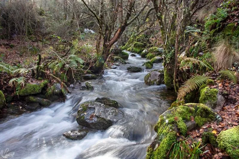 El Bosque del Tejedelo. Foto de Manuel Lamas