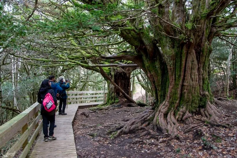 El Bosque del Tejedelo. Foto de Manuel Lamas