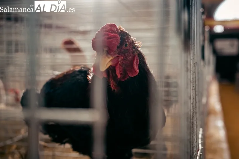 Foto 10 - M&aacute;s de mil aves y 58 expositores en el campeonato internacional de Avicultura y Colombicultura