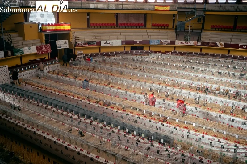 Foto 8 - M&aacute;s de mil aves y 58 expositores en el campeonato internacional de Avicultura y Colombicultura