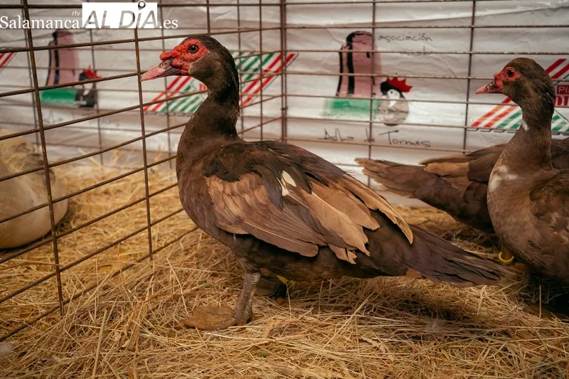 Foto 4 - M&aacute;s de mil aves y 58 expositores en el campeonato internacional de Avicultura y Colombicultura