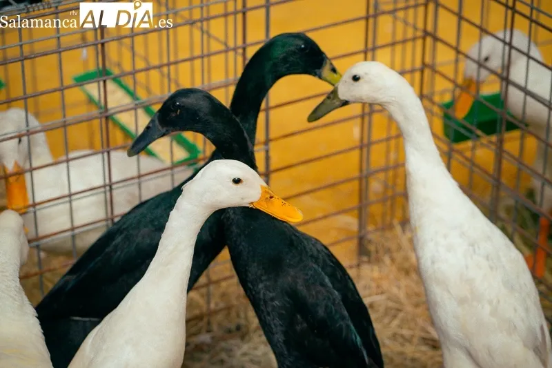 Foto 2 - M&aacute;s de mil aves y 58 expositores en el campeonato internacional de Avicultura y Colombicultura