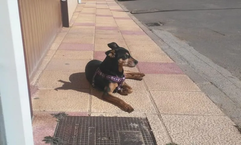 Foto 3 - Piden ayuda para encontrar a una perra sorda desaparecida desde el 23 de diciembre 