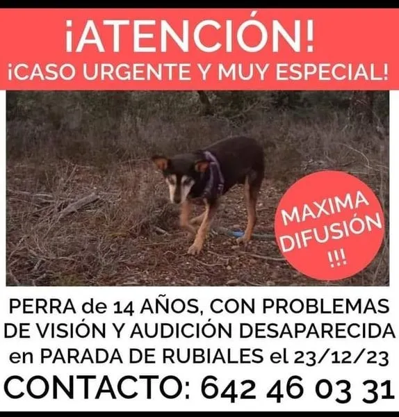 Foto 2 - Piden ayuda para encontrar a una perra sorda desaparecida desde el 23 de diciembre 