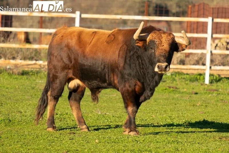 Uno de los toros de la ganadería La  Roblicita, en el término municipal de Alba de Yeltes. Foto de Pablo Angular