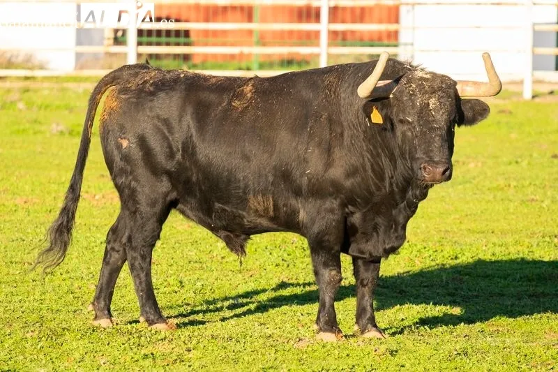 Uno de los toros de la ganadería La  Roblicita, en el término municipal de Alba de Yeltes. Foto de Pablo Angular