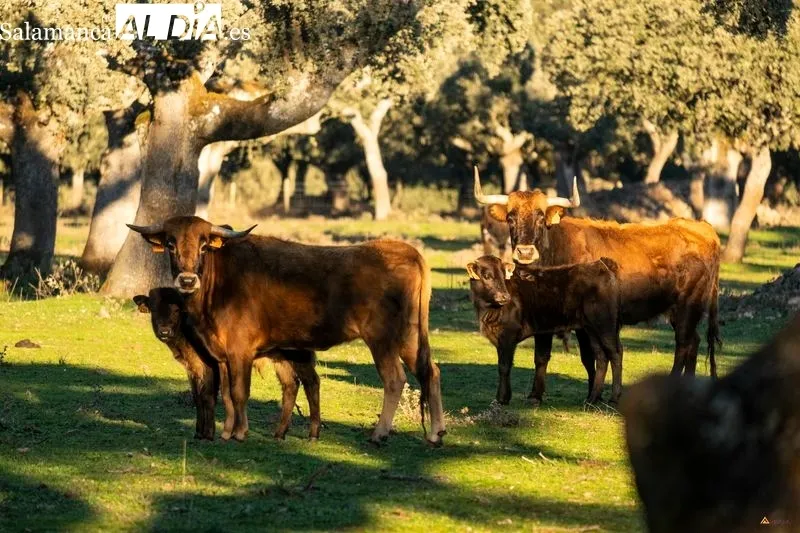 Ejemplares de la ganadería La  Roblicita, en el término municipal de Alba de Yeltes. Foto de Pablo Angular