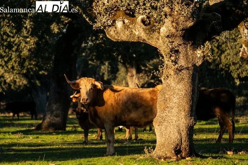 Uno de los toros de la ganadería La  Roblicita, en el término municipal de Alba de Yeltes. Foto de Pablo Angular