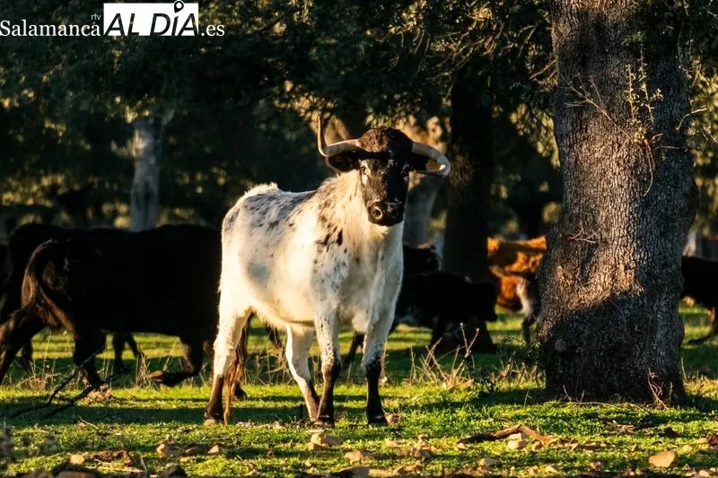 Uno de los toros de la ganadería La  Roblicita, en el término municipal de Alba de Yeltes. Foto de Pablo Angular