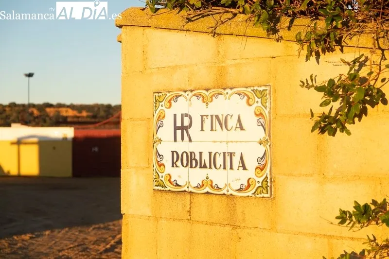 Finca de la ganadería La  Roblicita, en el término municipal de Alba de Yeltes. Foto de Pablo Angular