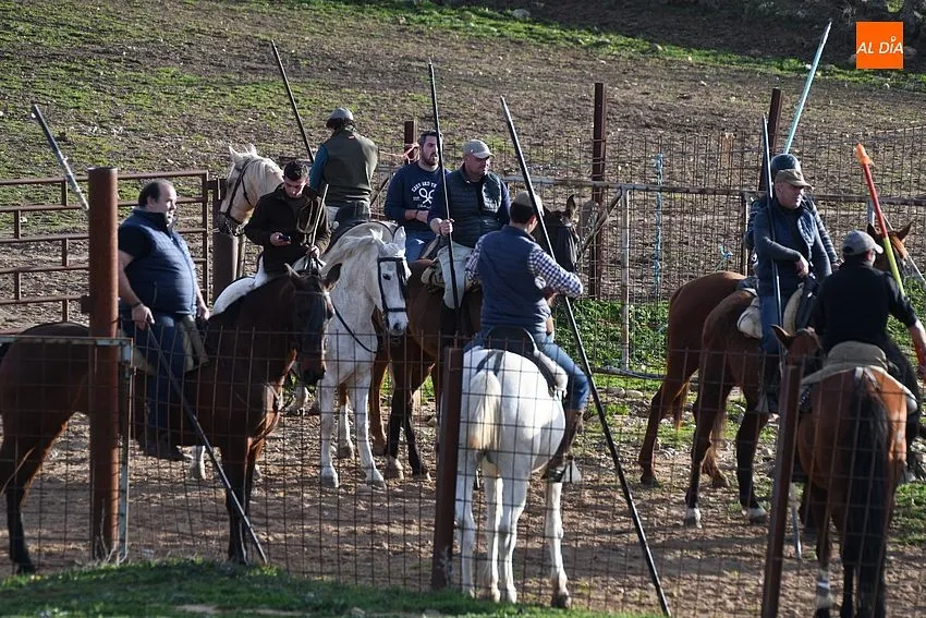 encabestrado toros carnaval ciudad rodrigo