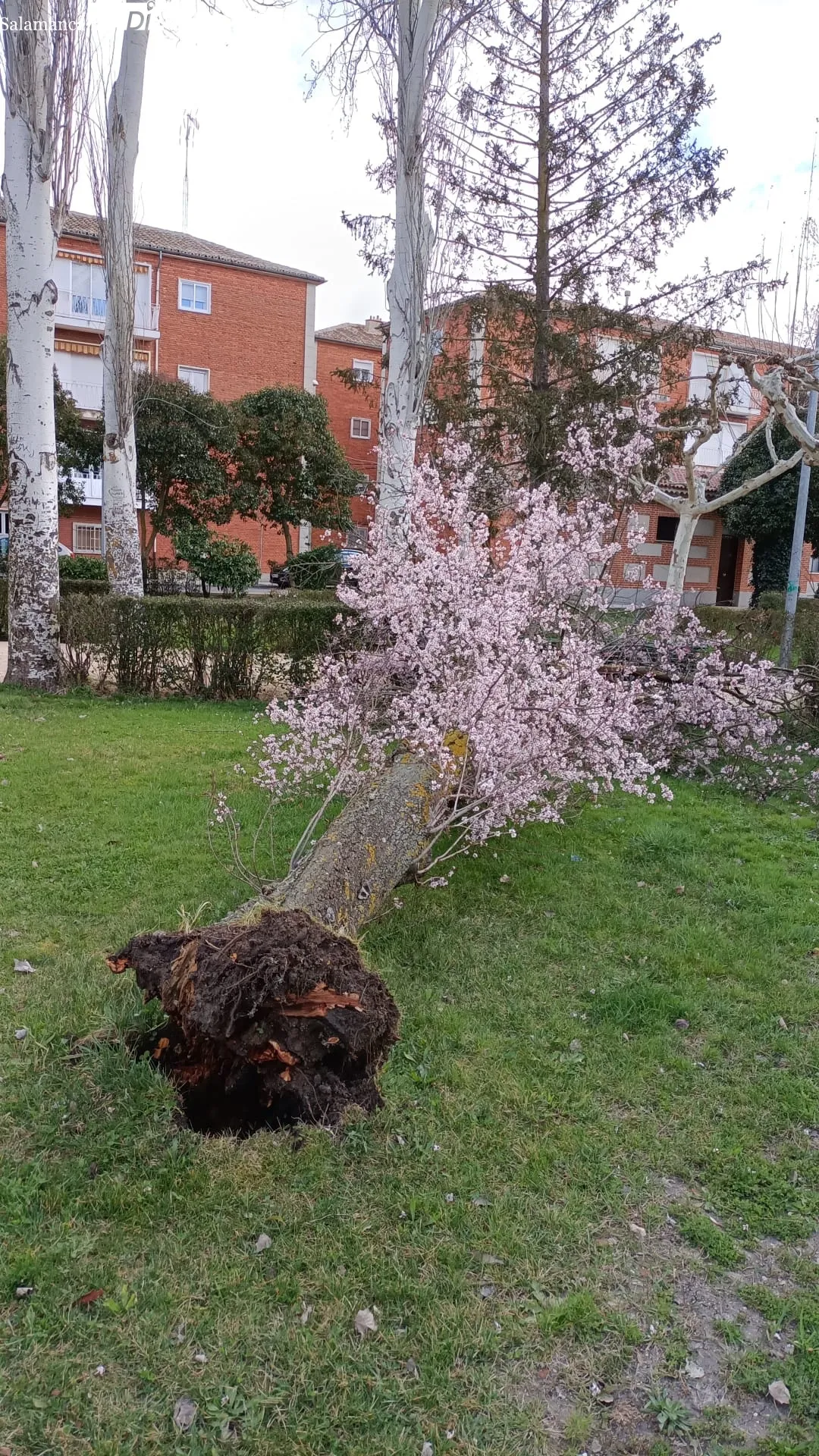 Foto 2 - Cae un &aacute;rbol de grandes dimensiones en el parque Los Jardines