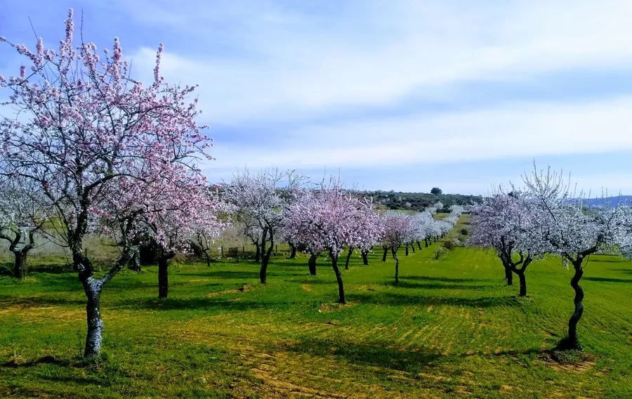 Foto 4 - Convocada para el 2 de marzo en Puerto Seguro una jornada festiva con los almendros como eje 