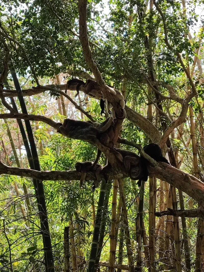 Monos aulladores.