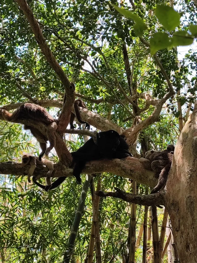 Monos aulladores.