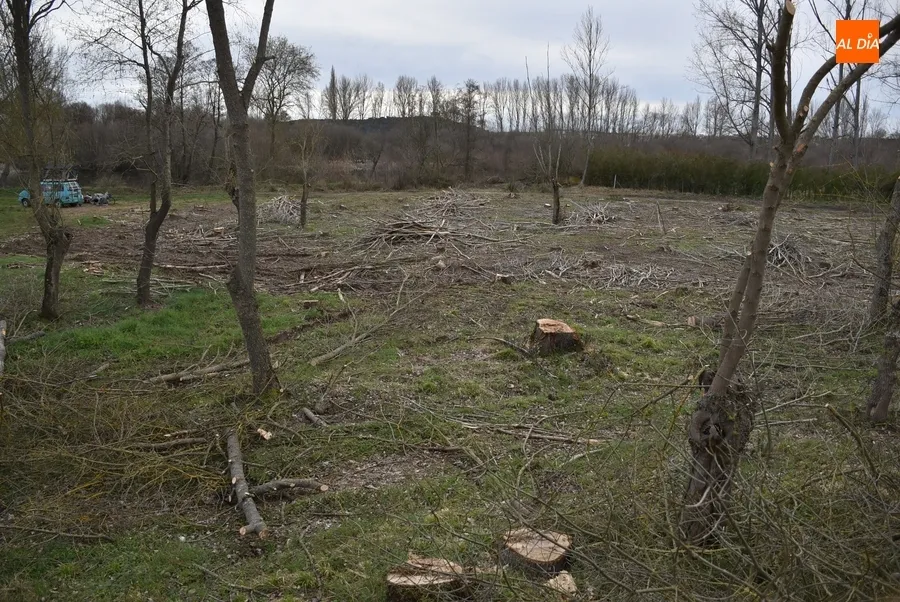 Foto 2 - La Alameda de la Moretona cambia de look con la tala de 170 chopos