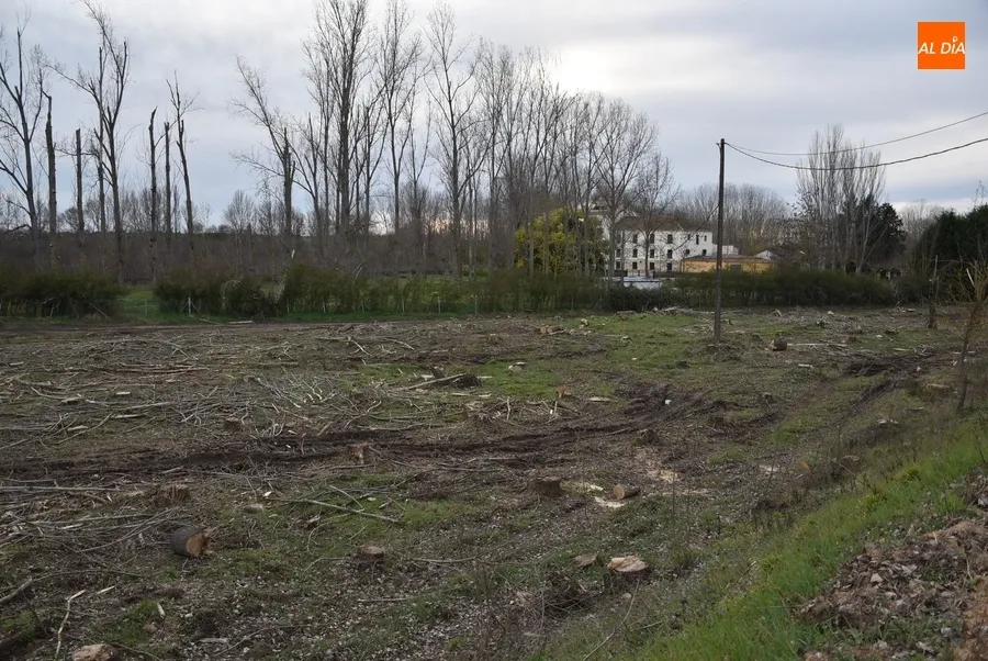Foto 3 - La Alameda de la Moretona cambia de look con la tala de 170 chopos