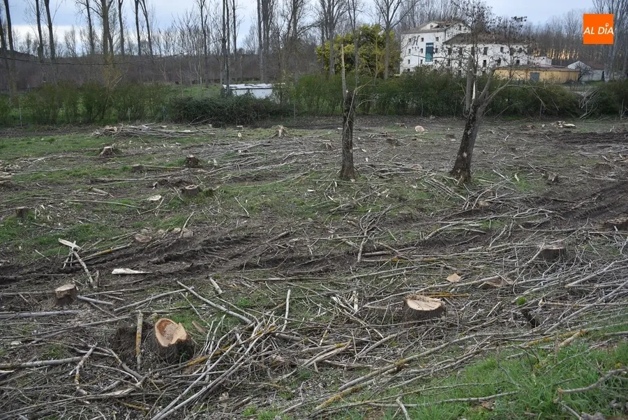Foto 5 - La Alameda de la Moretona cambia de look con la tala de 170 chopos
