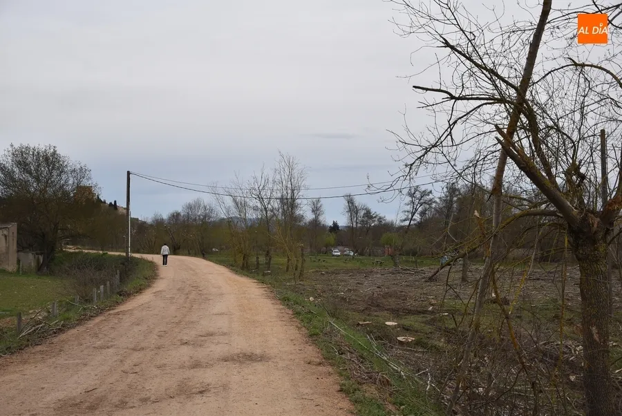 Foto 6 - La Alameda de la Moretona cambia de look con la tala de 170 chopos