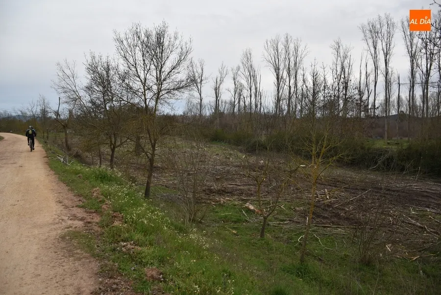 Foto 7 - La Alameda de la Moretona cambia de look con la tala de 170 chopos