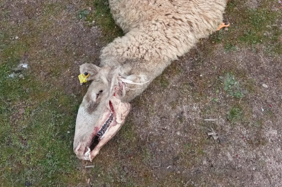Dos ovejas muertas por un ataque de buitres en la comarca de Ledesma