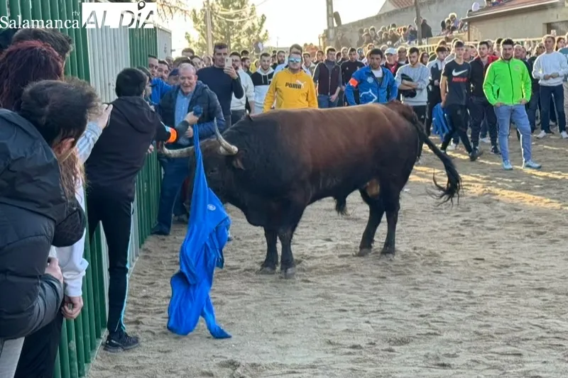 Las calles de Babilafuente se llenaban de aficionados durante el V Toro de San Blas