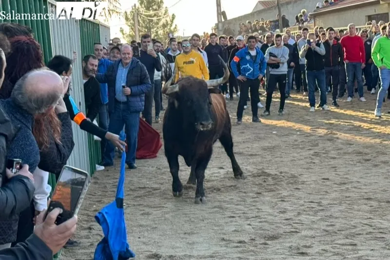 Las calles de Babilafuente se llenaban de aficionados durante el V Toro de San Blas