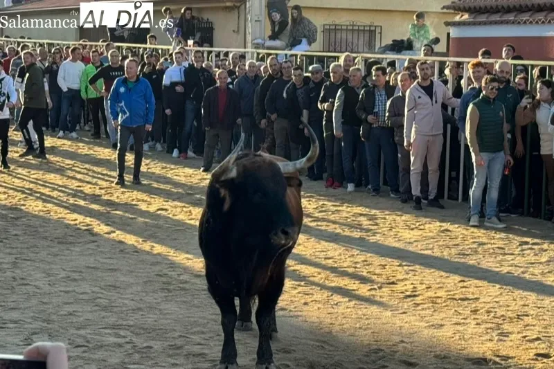 Las calles de Babilafuente se llenaban de aficionados durante el V Toro de San Blas