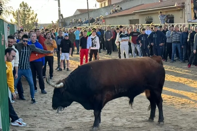 Las calles de Babilafuente se llenaban de aficionados durante el V Toro de San Blas