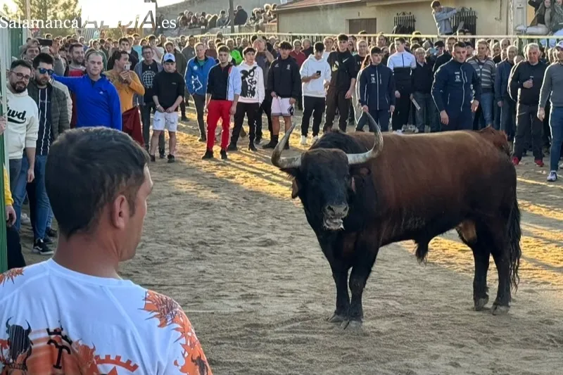 Las calles de Babilafuente se llenaban de aficionados durante el V Toro de San Blas