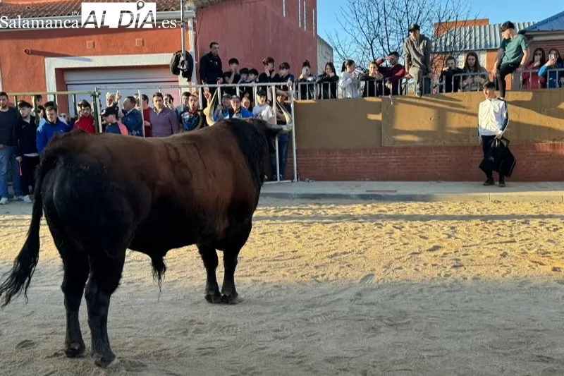 Las calles de Babilafuente se llenaban de aficionados durante el V Toro de San Blas