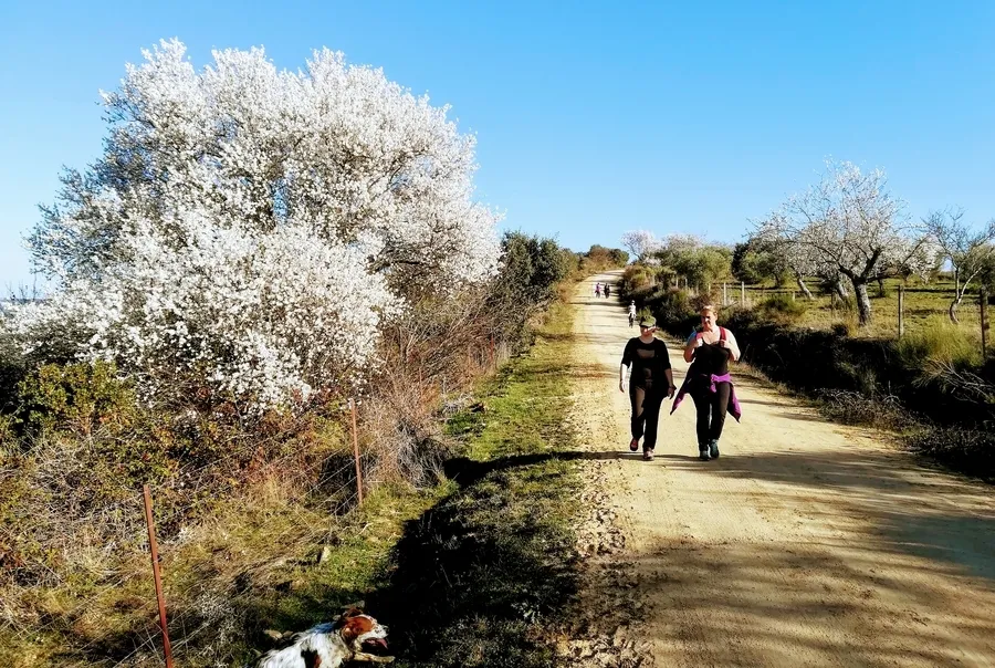Foto 2 - Convocada para el 2 de marzo en Puerto Seguro una jornada festiva con los almendros como eje 