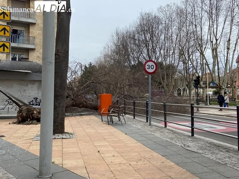 Árbol derribado por el viento en la Alamedilla. Fotos: Vanesa Martins.