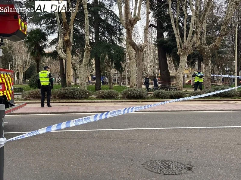 Árbol derribado por el viento en la Alamedilla. Fotos: Vanesa Martins.