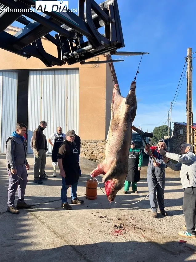 En Gejo de los Reyes viven una Matanza Tradicional de lo más completa