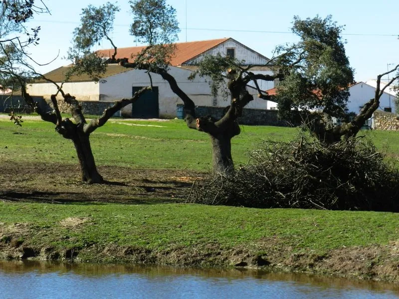 Tramo de Alba de Tormes a Carbajosa de la Sagrada. Fotos: Asociación Vía Férrea de la Plata (VIFEPLA) 