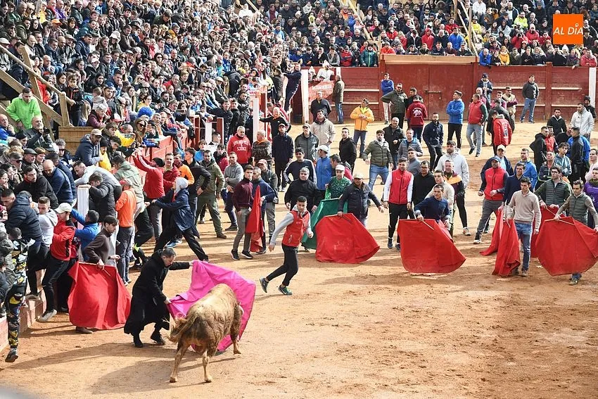 Foto 8 - Los astados de Orive brindan much&iacute;simo juego en una capea &lsquo;por eliminaci&oacute;n&rsquo; y con algo de bronca