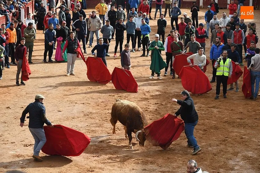 Foto 6 - Los astados de Orive brindan much&iacute;simo juego en una capea &lsquo;por eliminaci&oacute;n&rsquo; y con algo de bronca