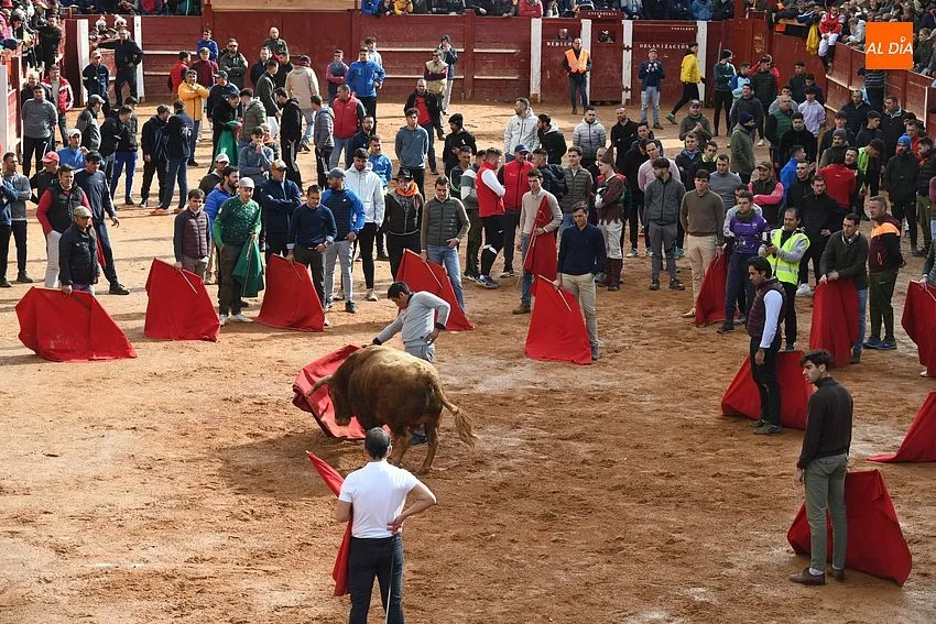 Foto 2 - Los astados de Orive brindan much&iacute;simo juego en una capea &lsquo;por eliminaci&oacute;n&rsquo; y con algo de bronca