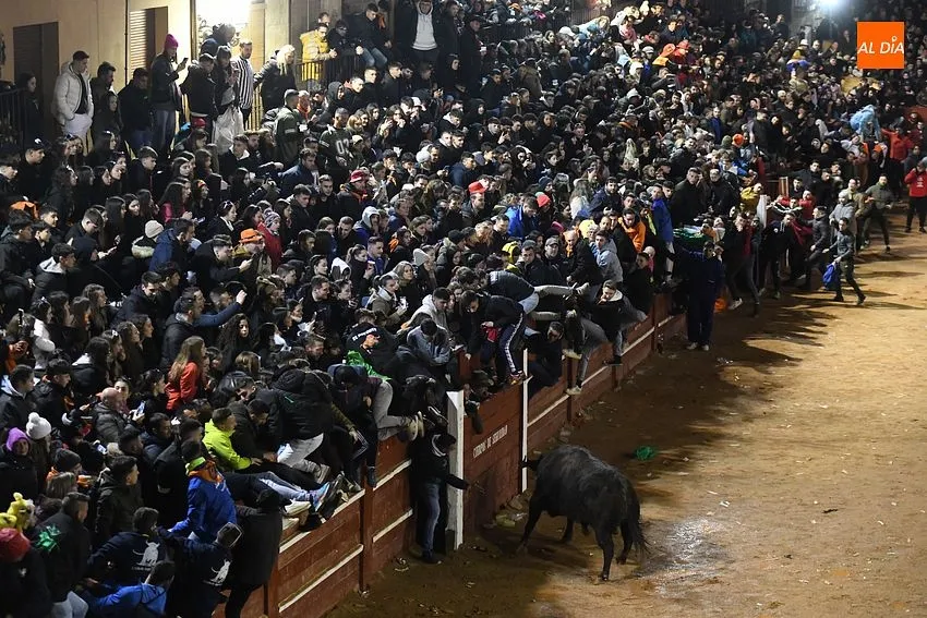 Foto 11 - Nadador y Tirachinas se convierten en los primeros toros en salir a la plaza como BIC