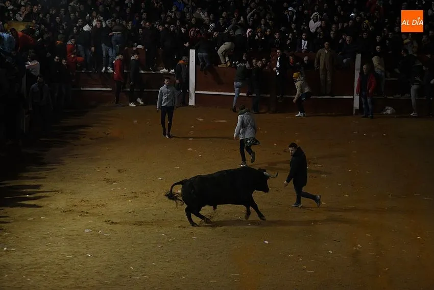 Foto 5 - Nadador y Tirachinas se convierten en los primeros toros en salir a la plaza como BIC